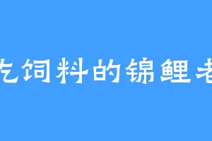 爱吃饲料的锦鲤老怪
